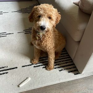 Meet your Posher, Emmelia